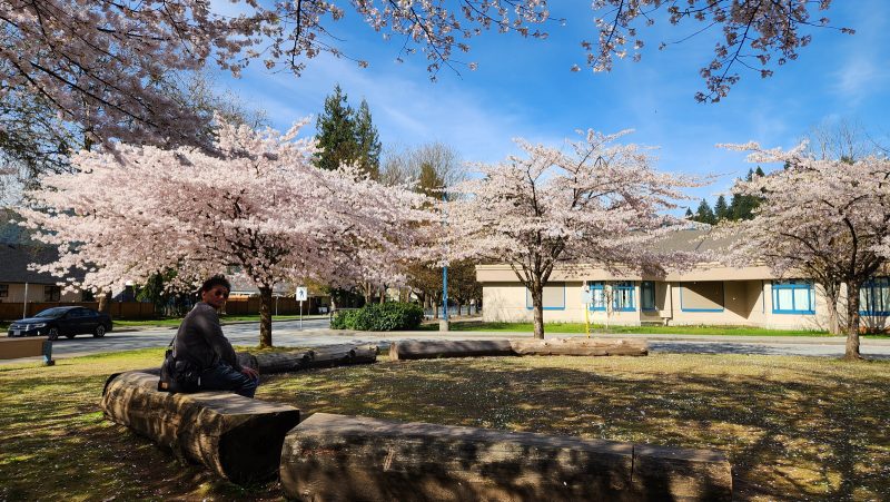 Under cherry blossoms March 31 2024