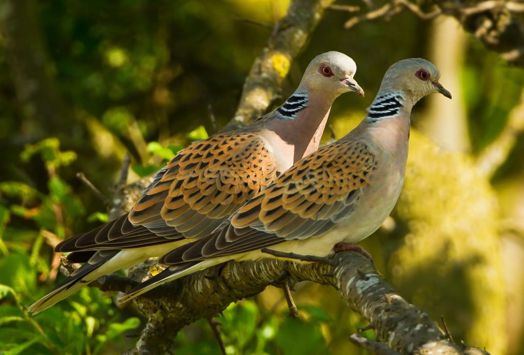 Two Turtle Doves.jpg