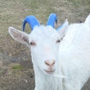 Profile photo of Tim Arnold