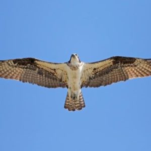 Profile photo of Ed Westmoreland