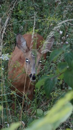 A deer in our cousin's garden.