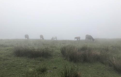Wild horses