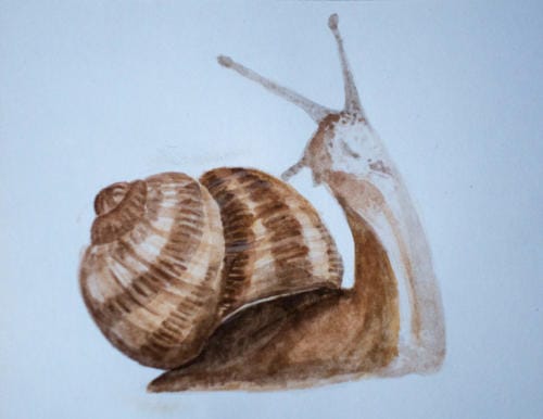 "#1 Pet" by Mona, Watercolor, 2018